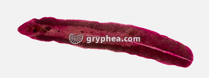 Grande Douve du foie (entière) x1 - gryphea.com